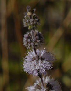 2009-08-24_28 Pennyroyal Cropped TN.jpg - 26073 Bytes